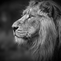 Buy canvas prints of Asiatic Lion - Profile Head shot by Celtic Origins