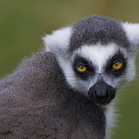 Buy canvas prints of Ring-Tailed Lemur by Celtic Origins