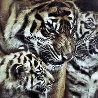 Buy canvas prints of Sumatran Tiger and Cubs by Celtic Origins