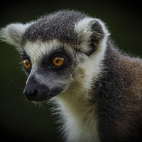 Buy canvas prints of Ring-Tailed Lemur by Celtic Origins
