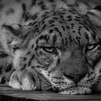 Buy canvas prints of Snow Leopard - Not Getting Up. by Celtic Origins