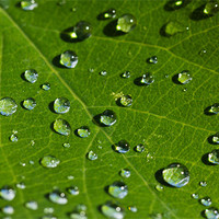 Buy canvas prints of Summer Droplets by Paul Shears Photogr