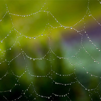 Buy canvas prints of Web of Water by Paul Shears Photogr