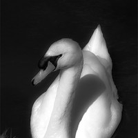 Buy canvas prints of Beautiful Swan by Paul Shears Photogr