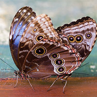 Buy canvas prints of Siamese Butterflies by Paul Shears Photogr