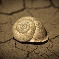 Buy canvas prints of Abandoned Snail Shell by Paul Shears Photogr