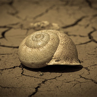Buy canvas prints of Abandoned Snail Shell II by Paul Shears Photogr