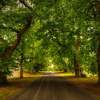 Buy canvas prints of Through The Trees by Paul Shears Photogr