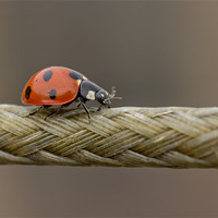 Buy canvas prints of The Ladybird And The Rope Bridge by Paul Shears Photogr