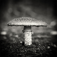 Buy canvas prints of Fly Agaric by Marcus Scott