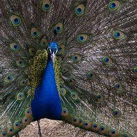 Buy canvas prints of peacock by anthony pallazola