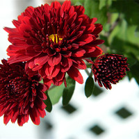 Buy canvas prints of red chrysanthemums by anthony pallazola