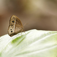 Buy canvas prints of Owl Butterfly by Grant Glendinning
