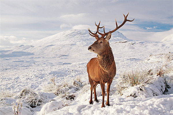 Deer Stag in the snow Framed Mounted Print by Grant Glendinning