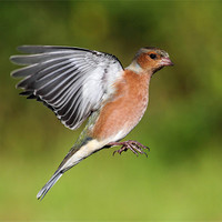Buy canvas prints of Chaffinch in flight by Grant Glendinning