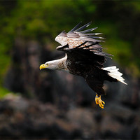 Buy canvas prints of White tailed Sea Eagle by Grant Glendinning