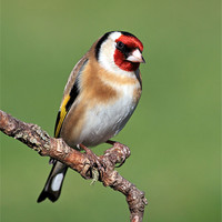 Buy canvas prints of Goldfinch by Grant Glendinning