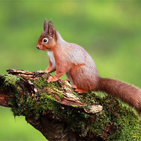 Buy canvas prints of Red Squirrel by Grant Glendinning