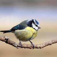 Buy canvas prints of Blue tit by Grant Glendinning