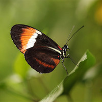 Buy canvas prints of Postman butterfly by Grant Glendinning
