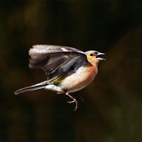 Buy canvas prints of Chaffinch by Grant Glendinning
