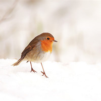 Buy canvas prints of Robin red breast by Grant Glendinning
