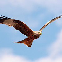 Buy canvas prints of Red Kite by Grant Glendinning