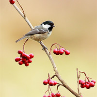Buy canvas prints of Coal tit by Grant Glendinning