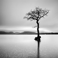 Buy canvas prints of The Tree, Loch Lomond by Grant Glendinning