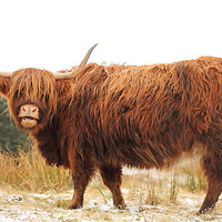 Buy canvas prints of Highland Cow by Grant Glendinning