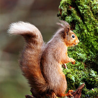 Buy canvas prints of Red Squirrel by Grant Glendinning