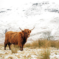 Buy canvas prints of Highland Cow by Grant Glendinning