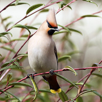 Buy canvas prints of Waxwing by Grant Glendinning