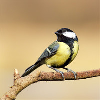Buy canvas prints of Great tit by Grant Glendinning