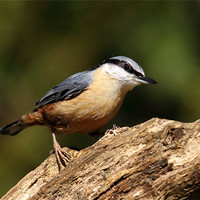 Buy canvas prints of Nuthatch by Grant Glendinning