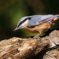 Buy canvas prints of Nuthatch by Grant Glendinning