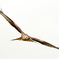 Buy canvas prints of Red Kite by Grant Glendinning