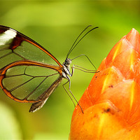 Buy canvas prints of Glasswinged butterfly by Grant Glendinning