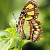 Buy canvas prints of Malachite butterfly by Grant Glendinning