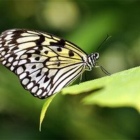 Buy canvas prints of Tree nymph butterfly by Grant Glendinning