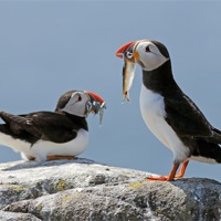 Buy canvas prints of Puffins by Grant Glendinning