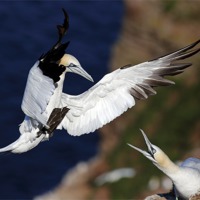 Buy canvas prints of Northern Gannets by Grant Glendinning