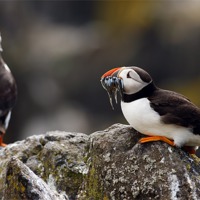 Buy canvas prints of Puffin by Grant Glendinning