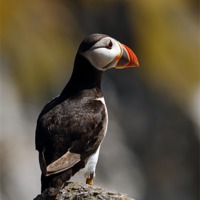 Buy canvas prints of Puffin by Grant Glendinning