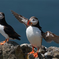 Buy canvas prints of Puffins by Grant Glendinning