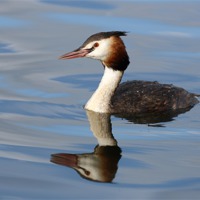 Buy canvas prints of Great crested grebe by Grant Glendinning