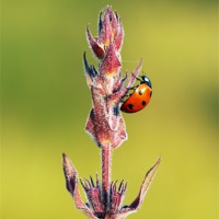 Buy canvas prints of Ladybird by Grant Glendinning