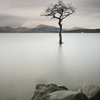 Buy canvas prints of Loch Lomond Tree by Grant Glendinning