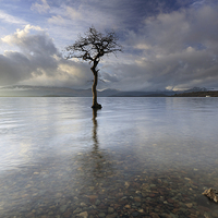 Buy canvas prints of Loch Lomond Tree by Grant Glendinning