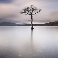 Buy canvas prints of Loch Lomond Tree by Grant Glen